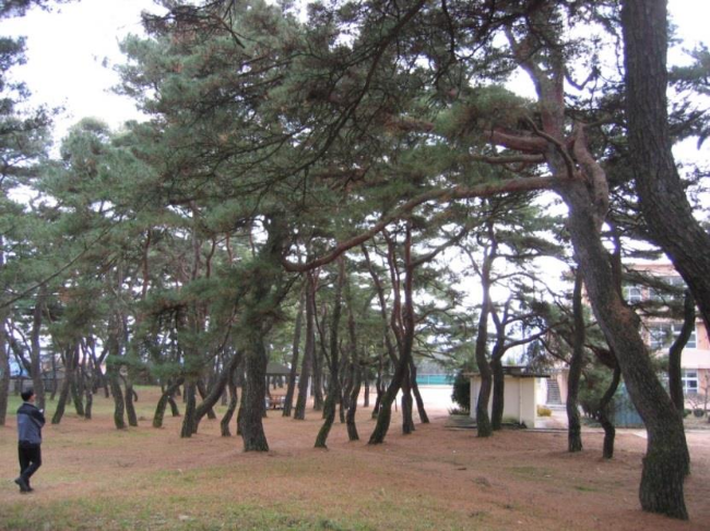 숲과삶_01_소나무.png